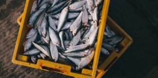 UK Fisheries Post-Brexit