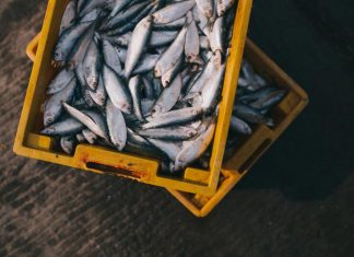 UK Fisheries Post-Brexit