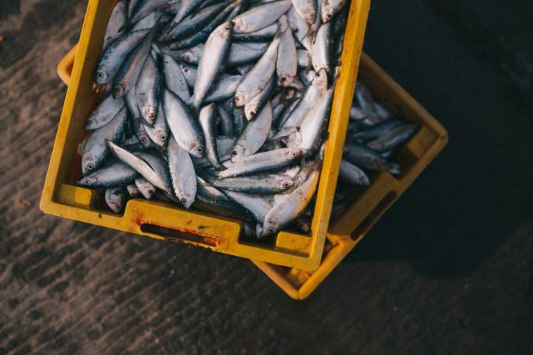 UK Fisheries Post-Brexit